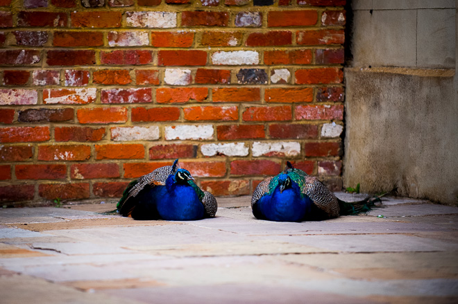 Essex_Wedding_Photographer_Northbrook_Park021