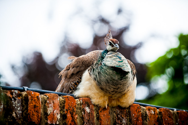 Essex_Wedding_Photographer_Northbrook_Park022