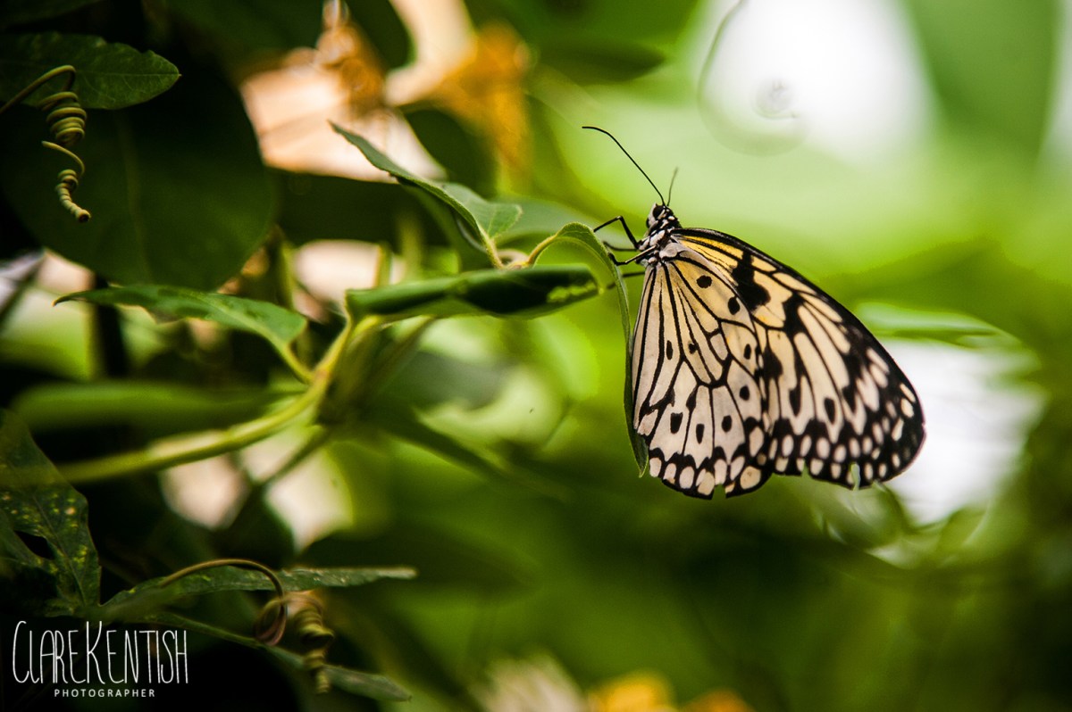 Essex_Rayleigh_Wedding_Photographer_Clare_Kentish_Limelight_Imaging50