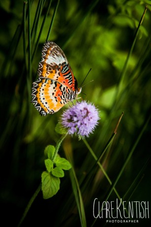 Essex_Rayleigh_Wedding_Photographer_Clare_Kentish_Limelight_Imaging51